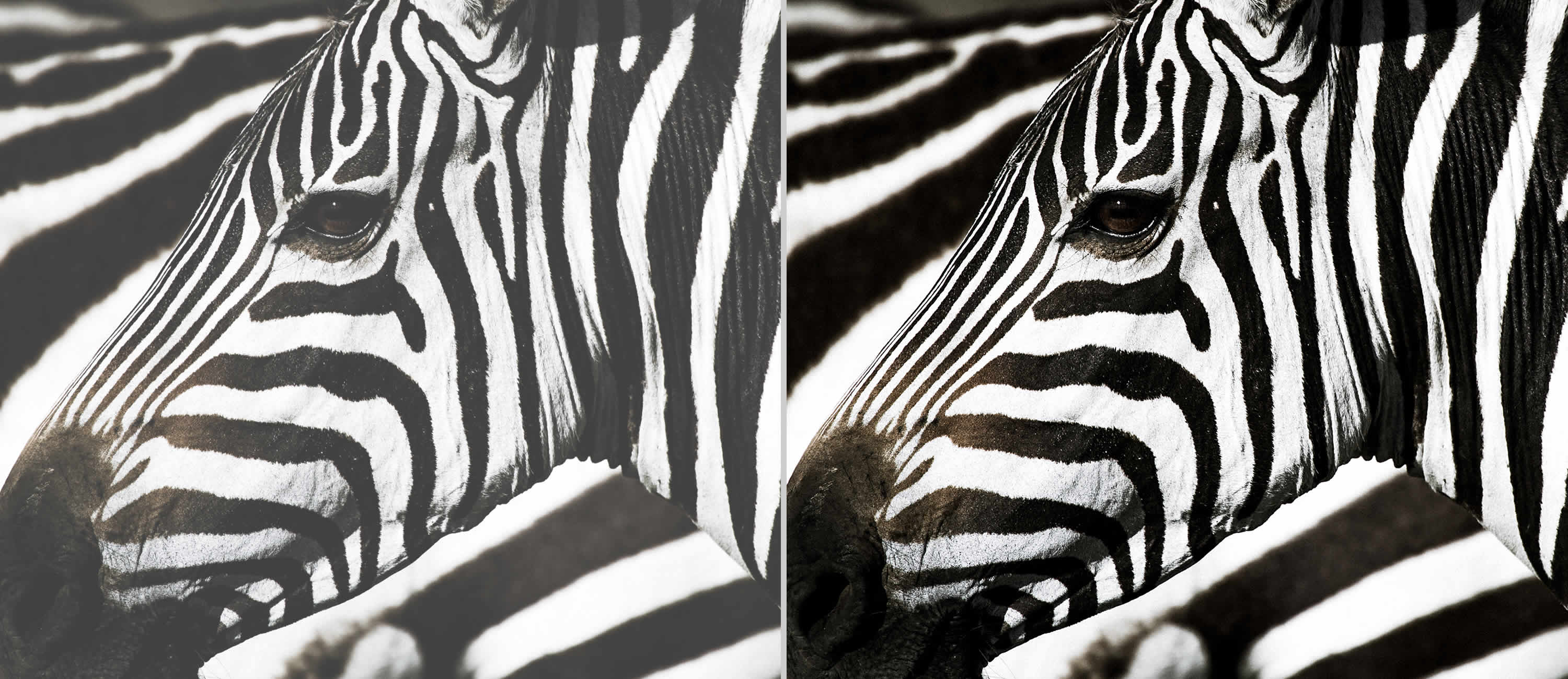 ניגודיות מעולה